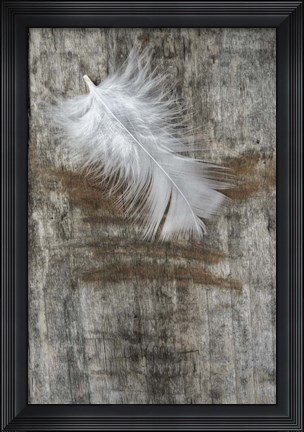Framed White Feather on Wood Print