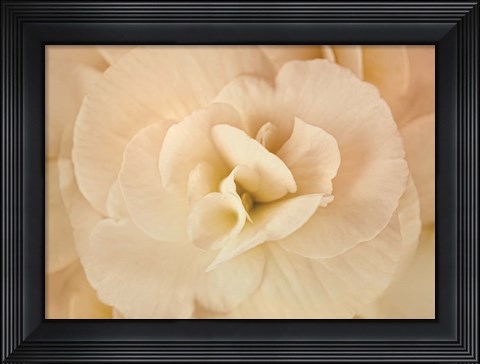 Framed Amber Begonia Flower Print
