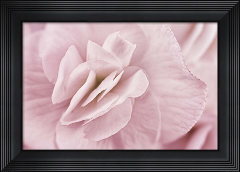 Framed Begonia Flower Print
