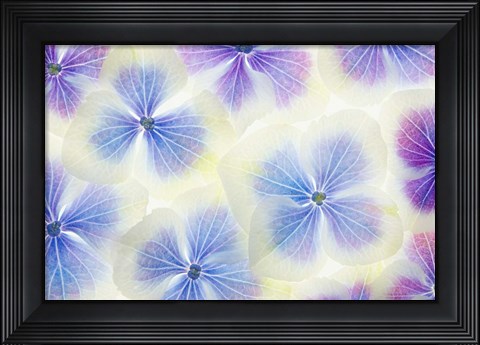 Framed Blue and White Hydrangea Flowers Print