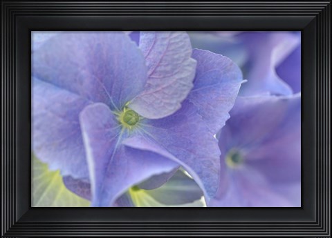 Framed Blue Hortensia Print
