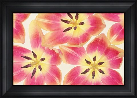 Framed Cerise and Yellow Tulips Print