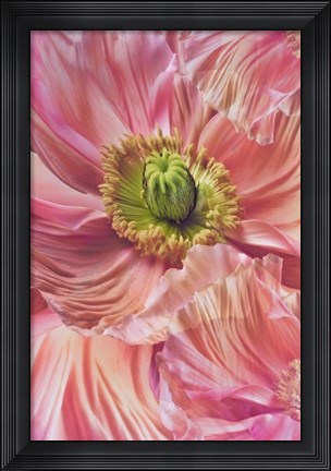 Framed Cerise Pink Poppy Print