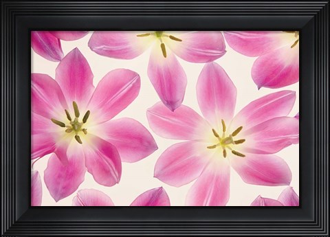 Framed Cerise Pink Tulips Print