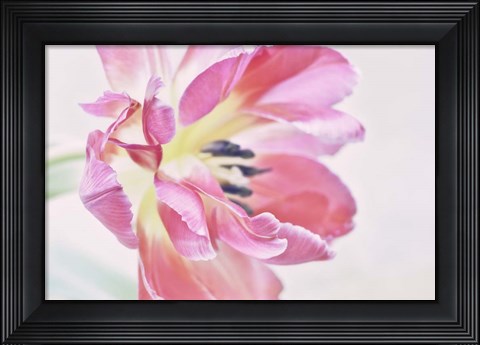 Framed Cerise Tulip Print