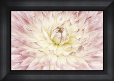 Framed Dahlia Flower Print