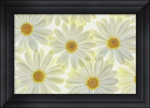 Framed Daisy Flowers Print