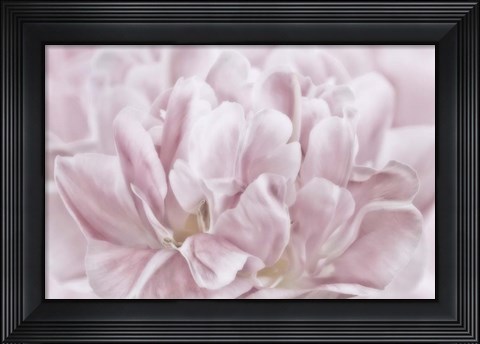 Framed Double Pink Tulip Print