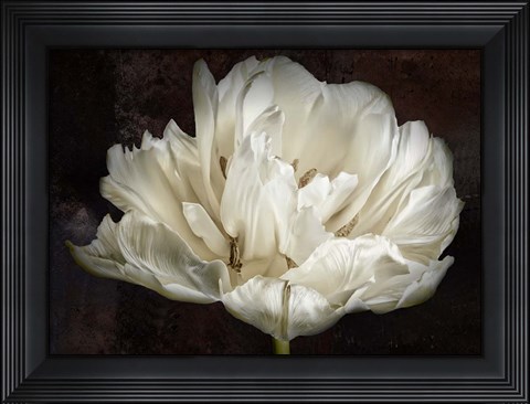 Framed Double White Tulip Print