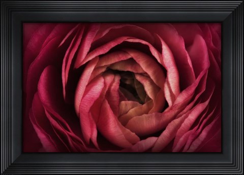 Framed Glowing Ruby Red Ranunculus Print