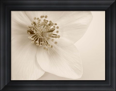 Framed Hellebore Christmas Rose Print