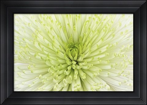 Framed Lime Light Spider Mum Print