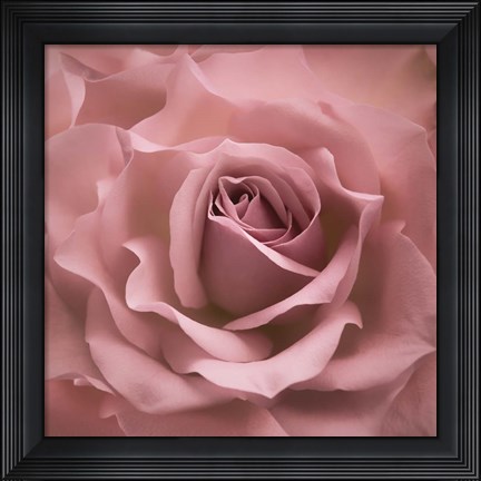 Framed Misty Rose Pink Rose Print
