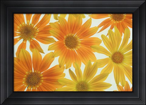 Framed Orange Daisies Print