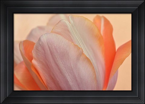 Framed Orange Glowing Tulip Print
