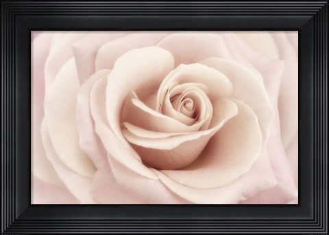 Framed Peach Pink Rose Print