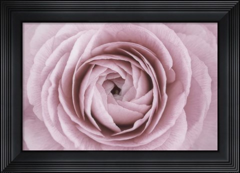 Framed Persian Buttercup Print