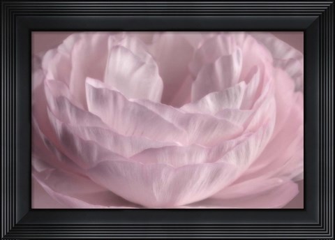 Framed Persian Pink Petals Print