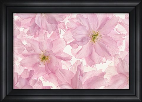 Framed Pink Cherry Blossom Print