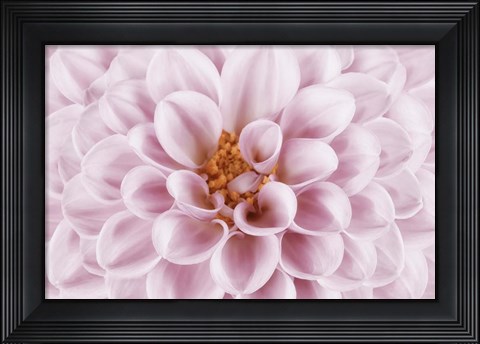 Framed Pink Dahlia Print