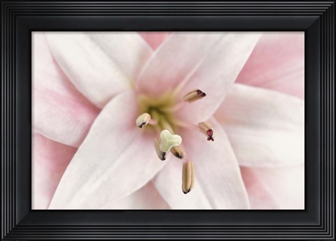 Framed Pink Lily Print