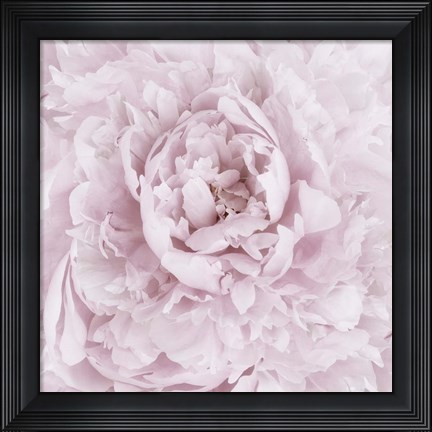 Framed Pink Peony Flower Print
