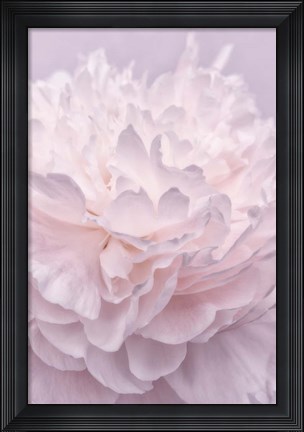 Framed Pink Peony Petals I Print