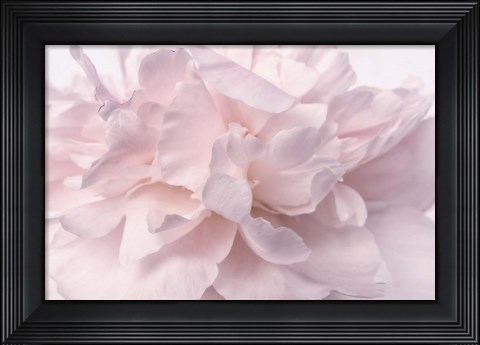Framed Pink Peony Petals II Print