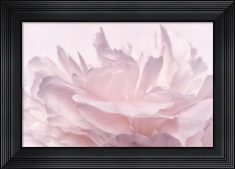 Framed Pink Peony Petals III Print