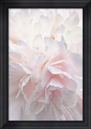Framed Pink Peony Petals IV Print
