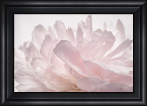 Framed Pink Peony Petals V Print