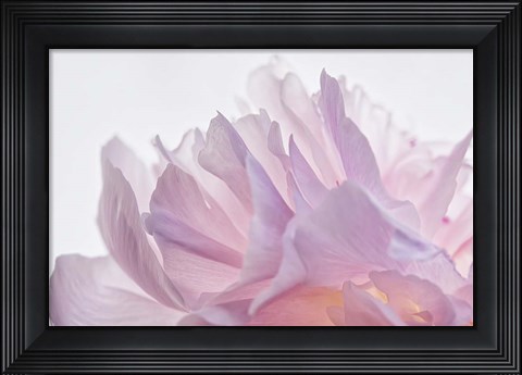 Framed Pink Peony Petals VI Print