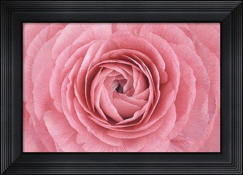 Framed Pink Persian Buttercup Flower Print