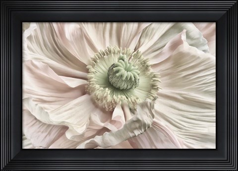 Framed Pink Poppy Print