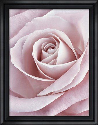 Framed Pink Rose Print