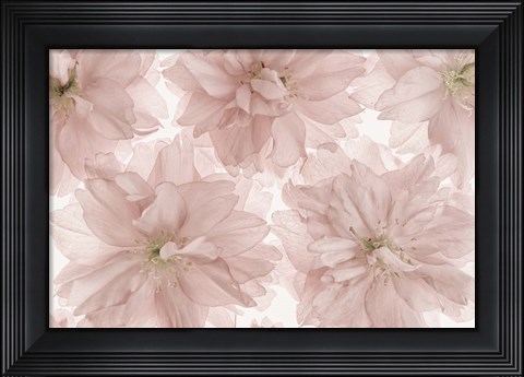 Framed Prunus Blossom Print