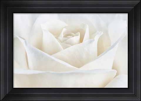 Framed Pure White Rose Print