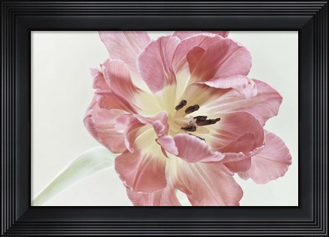 Framed Red Tulip Print