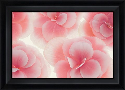 Framed Rose Begonia Flowers Print