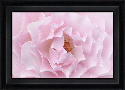 Framed Rose Pink Rose Print
