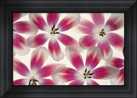 Framed Ruby Red and White Tulips Print
