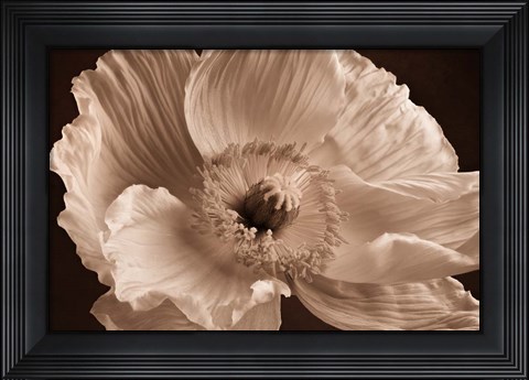 Framed Sepia Poppy I Print