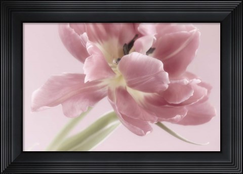 Framed Soft Pink Tulip Print