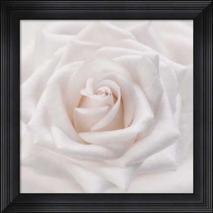 Framed Soft White Rose Print