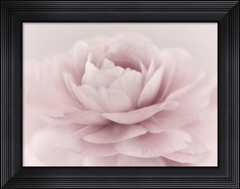 Framed Stylisch Rose Pink Print