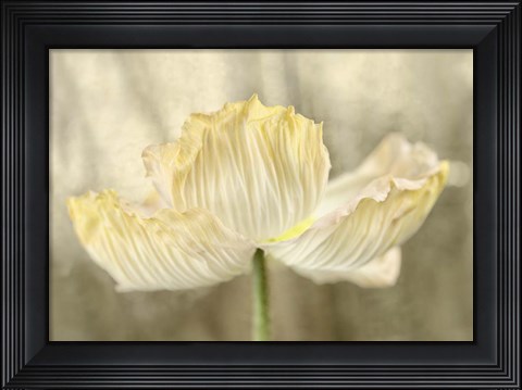 Framed Sunshine Poppy Print