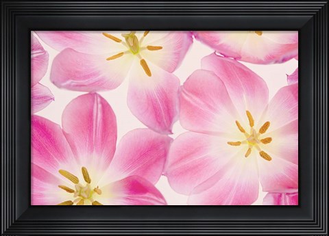 Framed Three Cerise Pink Tulips Print