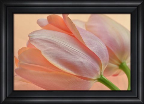 Framed Two Orange Tulips Print