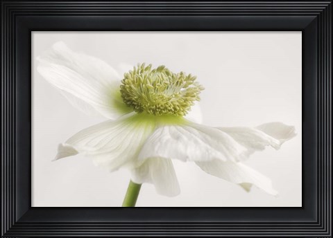 Framed White Anemone Flower Print