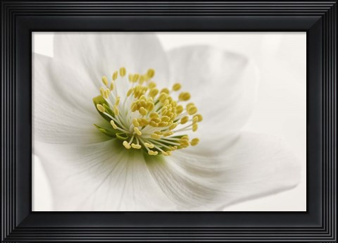 Framed White Helleborus Print